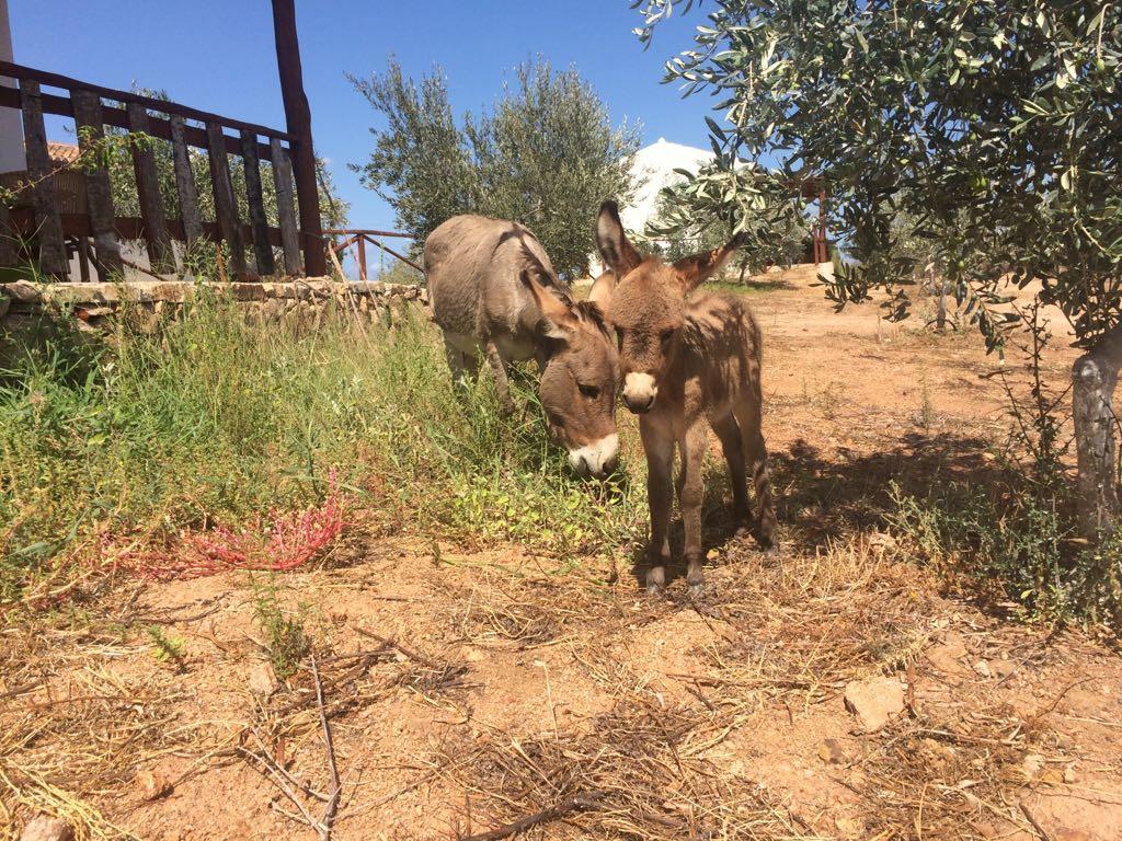 オルビア Agriturismo Mieleamaroヴィラ エクステリア 写真