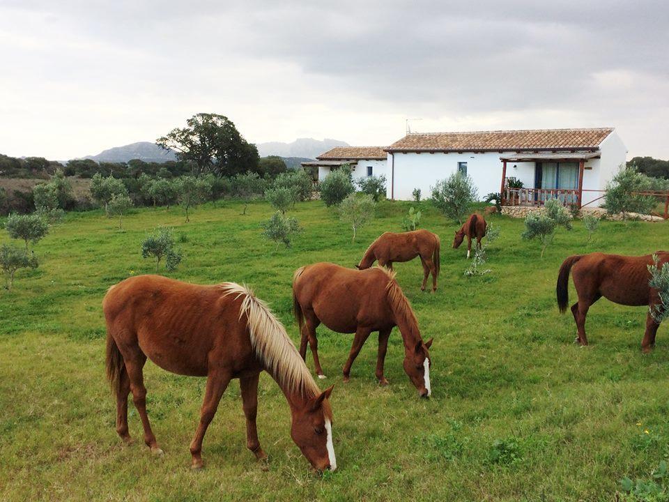 オルビア Agriturismo Mieleamaroヴィラ エクステリア 写真